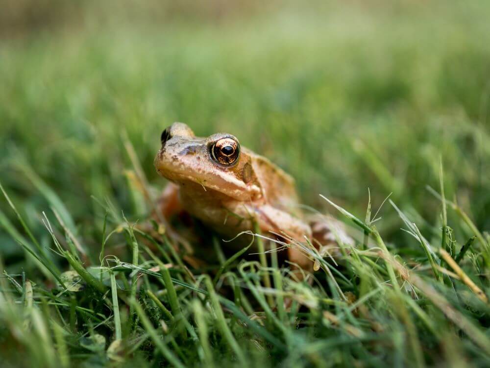 Zeitmanagement – Eat that Frog